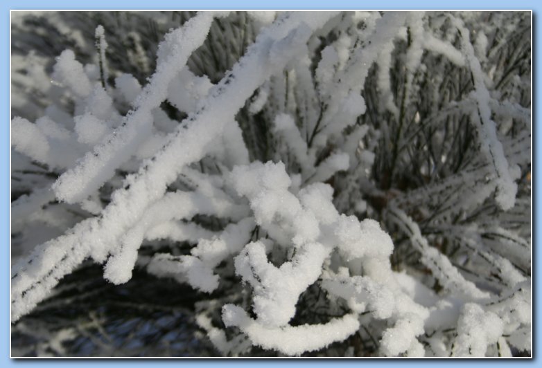 Arnhem Snow 138